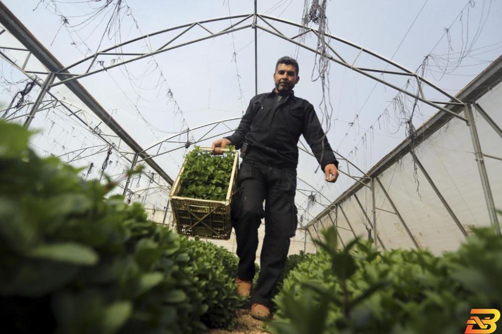 منحة مالية لمتضرري الدفيئات الزراعية في قطاع غزة
