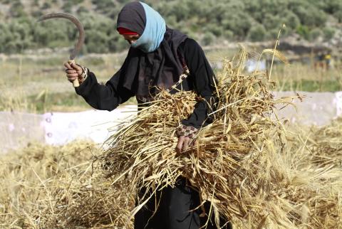 مزارعة فلسطينية في محافظة سلفيت-أرشيفية-تصوير علاء بدارنة-EPA في يوم المرأة-الأسر التي ترأسها نساء في فلسطين أكثر فقراً