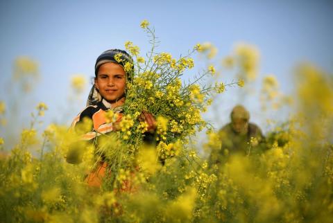 طفلة تساعد والدها في قطف أعشاب من أحد الحقول في غزة-أرشيفية-تصوير محمد عبد فصل الربيع.. مصدر رزق في غزة لجمع النباتات الطبية