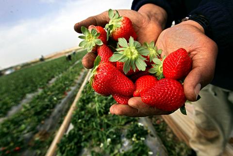 فراولة غزة-تصوير Getty Images غزة: 2200 طن كمية التوت الأرضي المسوّقة في الضفة