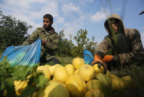 مزارعان في غزة يجمعان الحمضيات-أرشيف وكالات توقعات بارتفاع إنتاج غزة من الحمضيات 10% الموسم الحالي