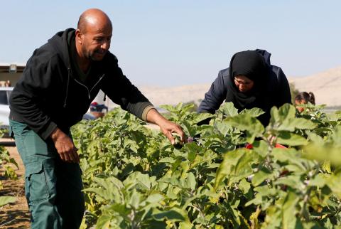مزارعون فلسطينيون يقطفون الباذنجان في الجفتلك-تصوير رويترز إسرائيل تحظر الصادرات الزراعية الفلسطينية عبر الأردن