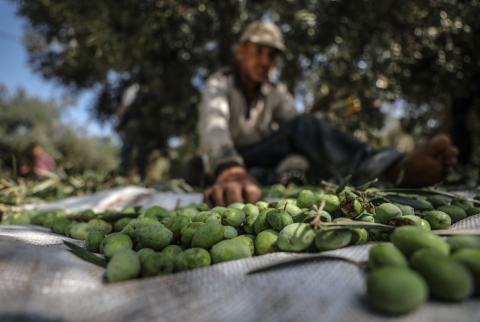 موسم الزيتون يوفر فرص عمل للمتعطلين في غزة