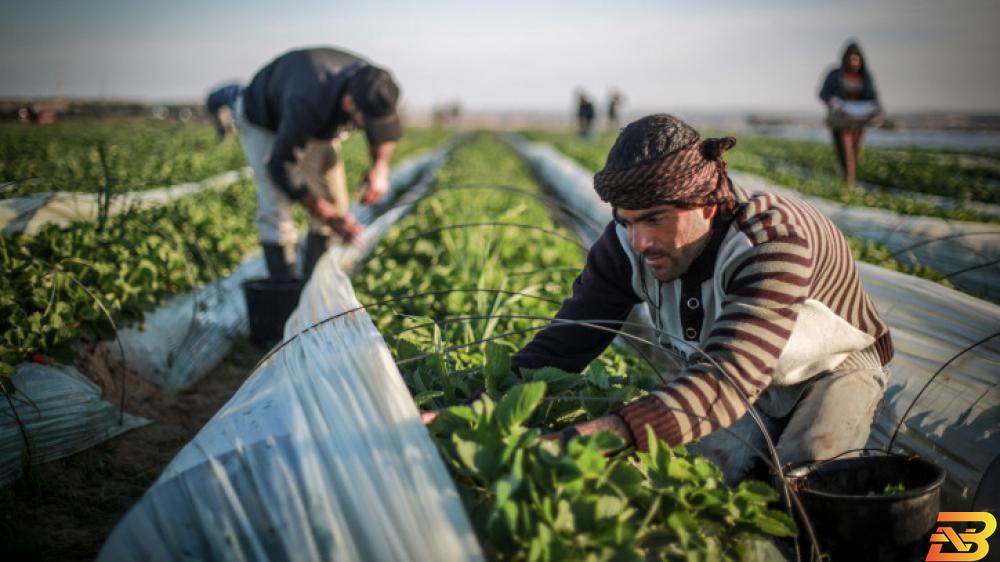 خبير اقتصادي: انخفاض إجمالي الواردات في غزة بنسبة 15% 