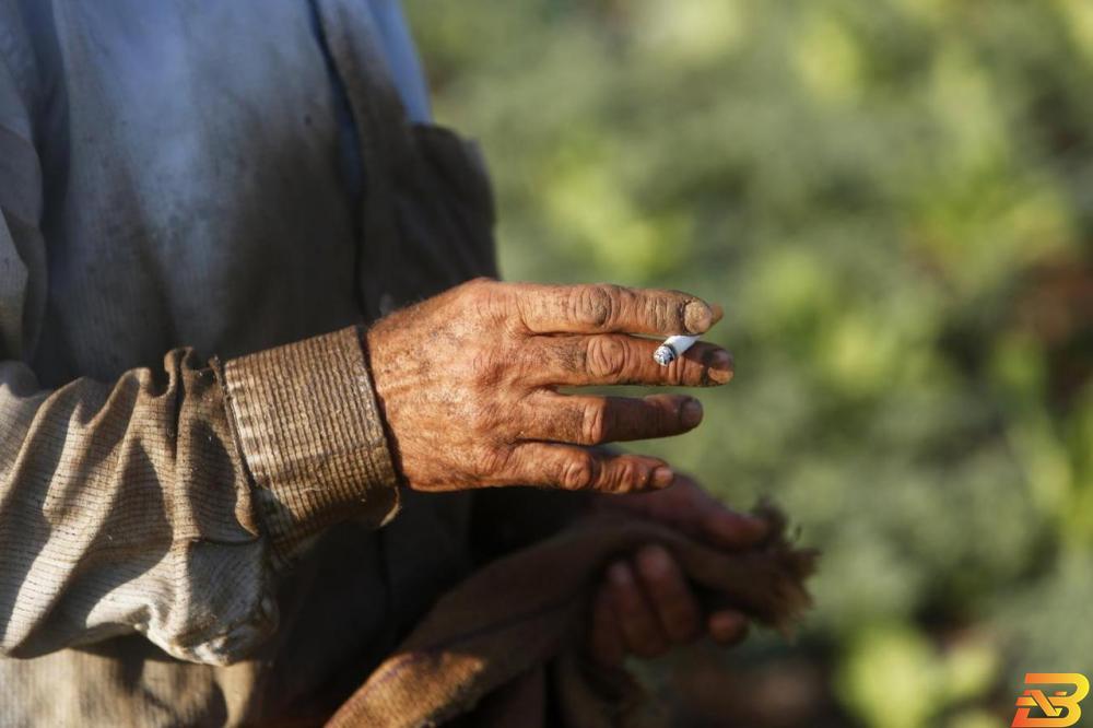 الأسرة الفلسطينية تنفق على التبغ والسجائر شهريًا 50 دينارًا