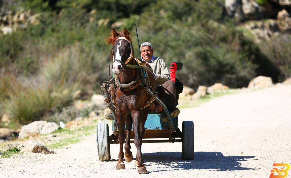 صورة توضيحية-مزارع في وادي قانا في سلفيت-أرشيف وفا إطلاق العناقيد الصناعية الزراعية العمرانية في سلفيت