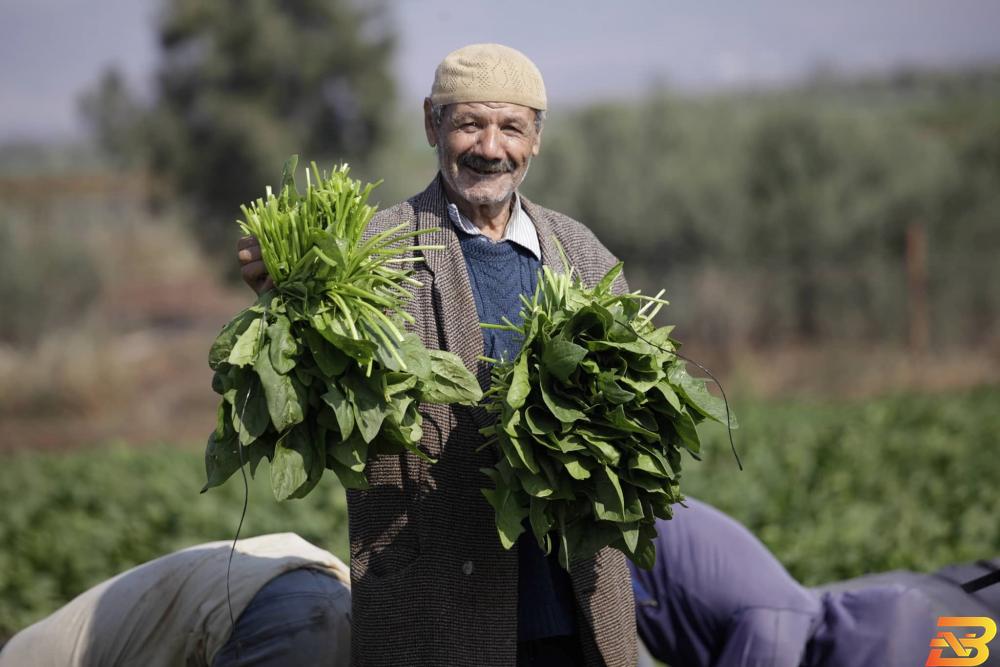 مزارعون فلسطينيون يقطفون أشتال السبانخ في سهول قرية كفردان شمالي غربي مدينة جنين-تصوير عدي دعيبس-وفا وقف التبادل التجاري للمنتجات الزراعية بين إسرائيل وفلسطين